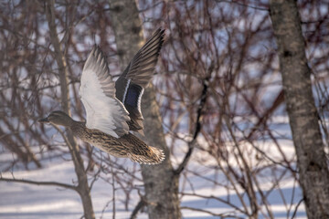 mallard in flight