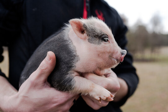 piglet small piggy being held minipig
