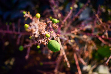 Mango Flowering process to small mango