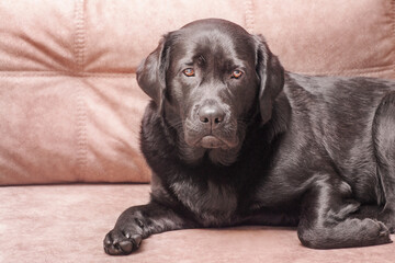 A dog of the Labrador retriever breed lies on a beige sofa. Portrait of a black dog at home.
