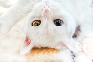 White cat with different color eyes. Turkish angora. Van cat with blue and green eye lies on bed....