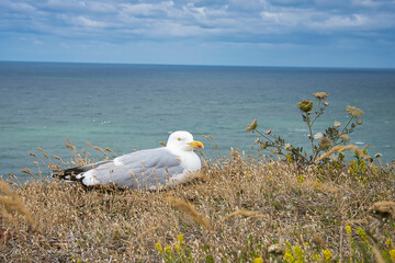 Basstölpel auf Helgoland, Hintergrund