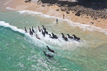 Horses in water in Sumba Indonesia