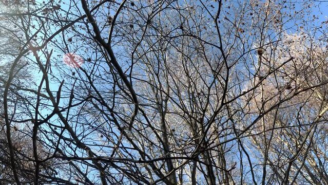 Bare dry tree branches reaching thowards the sky