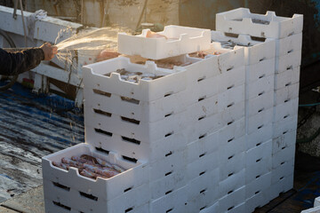 Boxes of freshly caught fish, paranza and octopuses from the Tyrrhenian Sea. Bright colors and freshness of the fish. © Tommaso