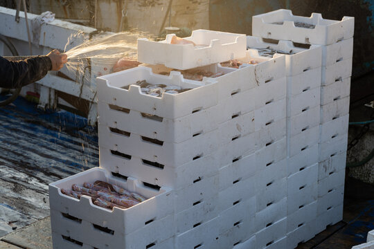 Boxes of freshly caught fish, paranza and octopuses from the Tyrrhenian Sea. Bright colors and freshness of the fish.