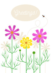 Greeting card. Illustration of the cosmos flowers