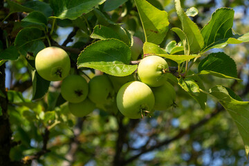 Green apples on a branch among the leaves in the garden in the rays of sunlight. Bokeh in the background. Soft focus