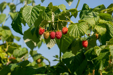 Red ripening berries on the branches of raspberry bushes. Fresh healthy berries every summer in the...