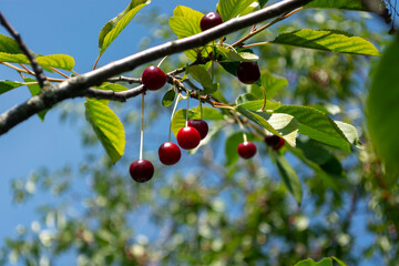 Dark red berries on the branches of a cherry tree in the garden. The background of the blue sky is blurred