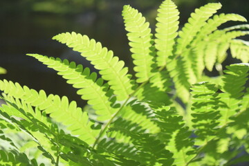 Fern