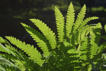 Fern
