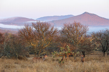 Fototapeta premium landscape with trees