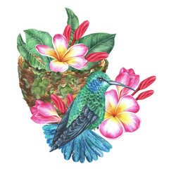 Watercolor illustration. Hummingbird, nest and plumeria flowers. Frangipani. Tropical exotic bird. Isolated on a white background. For design prints, interior stickers and home goods