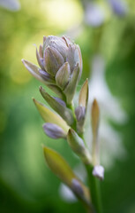 bud of a plant