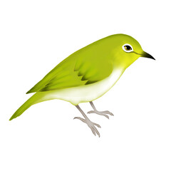Illustration of Japanese white eye isolated 