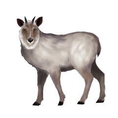 Obraz premium Illustration of Japanese serow standing on white background 