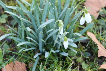 snowdrops in the grass in early spring