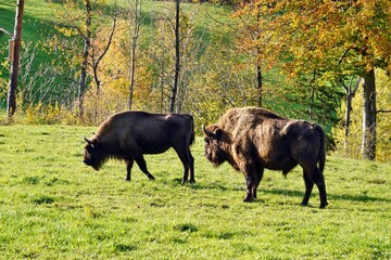 Wisents or European Bisons, Bison bonasus in Latin, are living in western Switzerland in free nature. Two of adult animals are feeding on grass during sunny weather im autumn season.