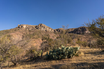 Beautiful desert scenery in the mountains near the city of Guanajuato in Mexico. Everywhere grow cactus and rare shrubs.