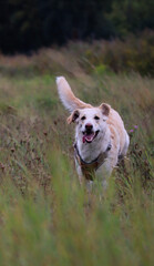 portrait of a dog