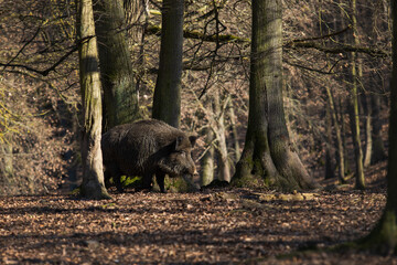 Sus scrofa  - The wild boar, which is in the deep forest, is of different ages and seeks food in the dark forest.