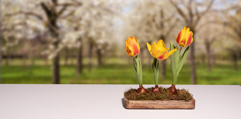 tulip flowers decoration on a white table in a sunny spring garden, floral design gardening with...