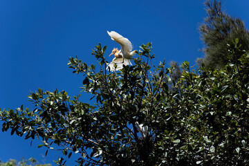 Cattle Egret (Bubulcus ibis)