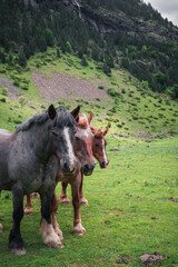 Three horse heads together in a valley, with a snowy mountain in the background, in Huesca (Spain)