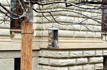 bird feeders with seeds and nuts. suspended from a tree covered with a reed mat. historic school...
