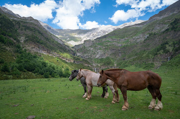 Fototapeta na wymiar Three horse heads together in a valley, with a snowy mountain in the background, in Huesca (Spain)
