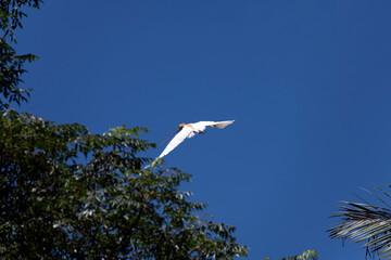 Cattle Egret (Bubulcus ibis)