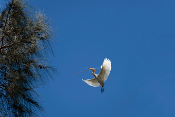 Cattle Egret (Bubulcus ibis)