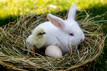 Wielkanoc kurczak królik pisklę jajo  - obrazy, fototapety, plakaty