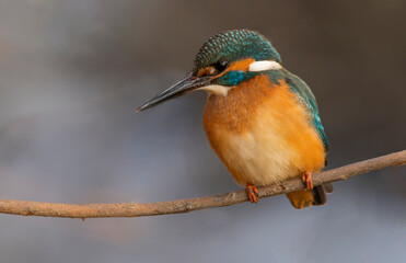 Kingfisher on the branch