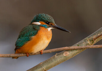 Kingfisher on the branch