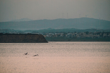 Flamingos on the Salt Lake in Larnaca