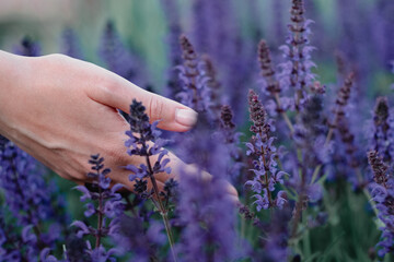 Female hands in a purple plant