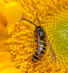 A Saxon wasp in a sunflower