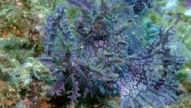 Bluish-violet scorpionfish is predatory fish in ocean. Beautiful and dangerous scorpionfish of bluish-violet color for their distinctive appearance, with a flattened body and spiny fins.