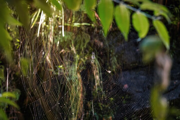 Closeup detail to large cobweb in Madagascar jungle, blurred dark green rainforest background
