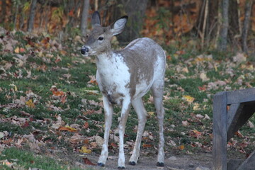 Piebald deer along with other females