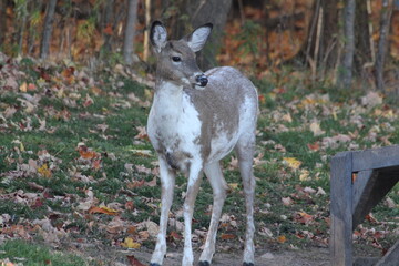 Piebald deer along with other females