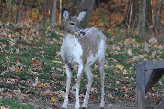 Piebald deer along with other females
