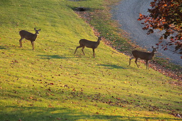 Piebald deer along with other females