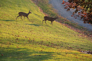Piebald deer along with other females
