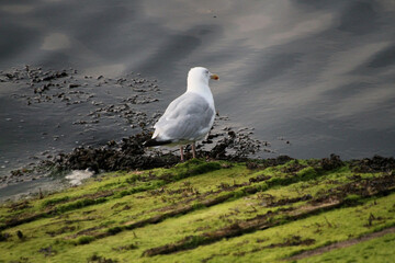 A Seagull in the water
