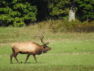 Elk in Benezette PA during mating season
