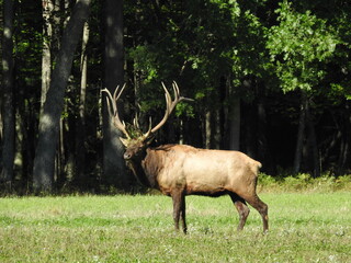 Naklejka na ściany i meble Elk in Benezette PA during mating season