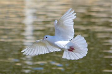 Obraz premium white dove in the water